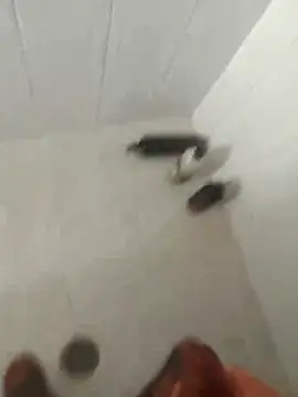 Snapshot of pitoduroparati chatting on February 2026 11:52:02 PM pitoduroparati online show from February 2026 11:52:02 PM