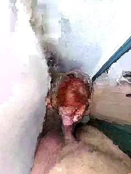 PorcelainDoll1 online show from January 2026 11:38:02 AM