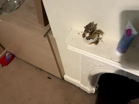 Snapshot of Scarletcum22 chatting on January 2026 11:37:01 AM Scarletcum22 online show from January 2026 11:37:01 AM