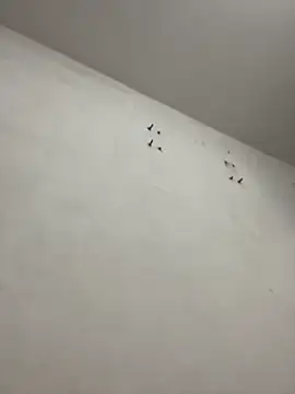 Snapshot of emmanuelfsaf chatting on November 2025 12:00:01 AM emmanuelfsaf online show from November 2025 12:00:01 AM