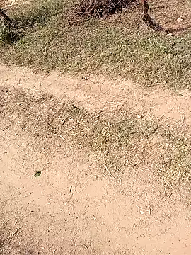 Snapshot of Neetujk chatting on November 2025 05:02:01 AM Neetujk online show from November 2025 05:02:01 AM