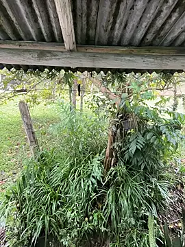 Snapshot of Monahliza chatting on March 2026 12:55:01 PM Monahliza online show from March 2026 12:55:01 PM