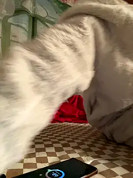 Yes-Baby-A online show from January 2026 09:07:02 PM