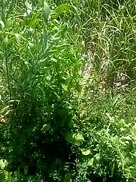 Sunenabhabh online show from March 2026 08:09:02 AM