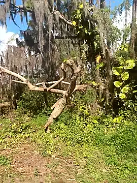 kaiya28 online show from January 2026 05:37:01 PM