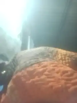 Pinki rajak online show from January 2026 07:08:02 PM