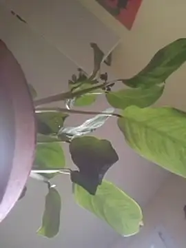 NickoHetero online show from January 2026 02:44:01 PM