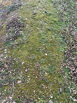 Snapshot of magicdickx21 chatting on February 2026 02:06:01 PM magicdickx21 online show from February 2026 02:06:01 PM