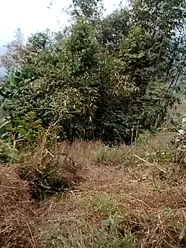 sushi-asa online show from February 2026 01:47:02 AM