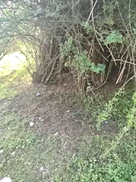 junedkhan99 online show from April 2026 03:04:02 AM