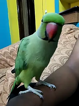 Lawrencedlkk007 online show from March 2025 07:34:02 AM