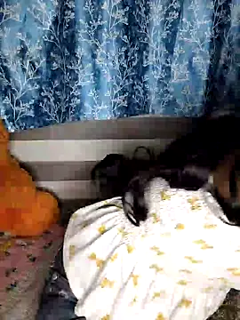 pinki-rani1 online show from July 2026 05:17:02 PM