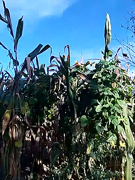 sarpe4 online show from September 2025 06:19:02 AM