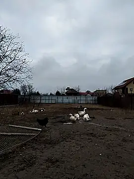 sarpe4 online show from December 2025 06:44:01 AM