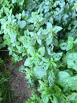 Snapshot of curcuro chatting on February 2026 04:07:02 PM curcuro online show from February 2026 04:07:02 PM