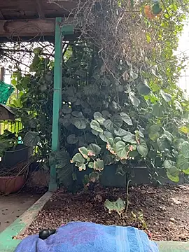 sofy alone online show from March 2026 08:49:03 PM