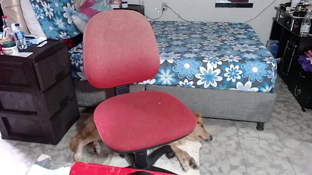 Barbiegomez online show from November 2025 09:27:01 PM