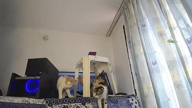 eolicasex online show from February 2025 03:26:01 PM