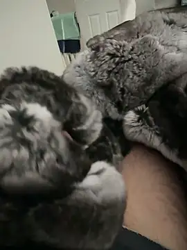 Snapshot of Furdale chatting on September 2025 02:20:01 PM Furdale online show from September 2025 02:20:01 PM