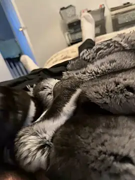 Furdale online show from February 2026 04:24:02 PM