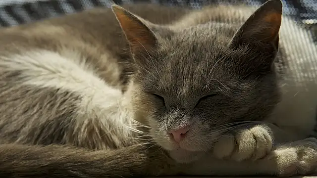 tattooed test online show from December 2024 07:58:01 AM