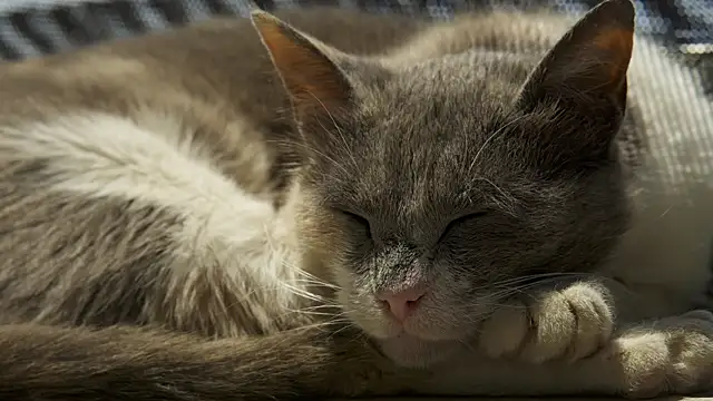 tattooed test online show from December 2024 10:08:02 AM