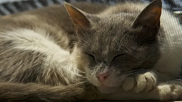 tattooed test online show from December 2024 08:11:02 AM