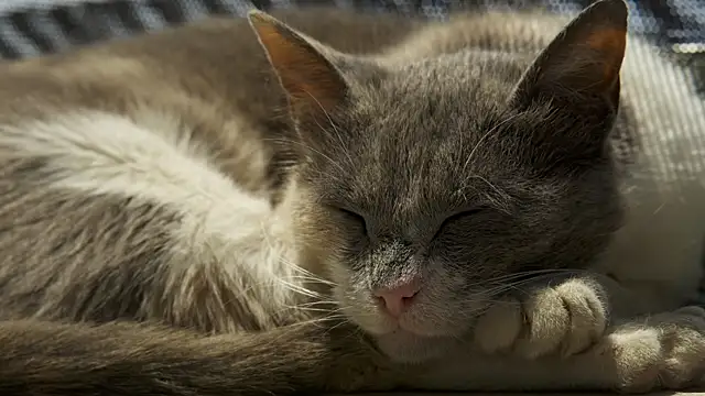 tattooed test online show from February 2025 11:11:02 AM