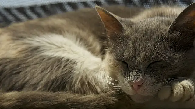 tattooed test online show from September 2025 02:17:02 PM