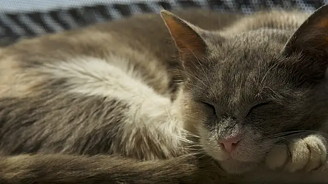 tattooed test online show from October 2025 10:23:02 AM