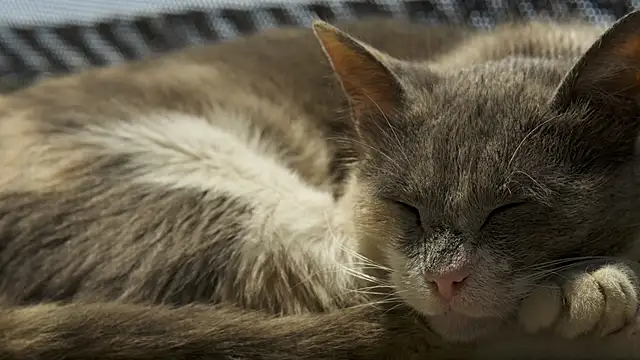 tattooed test online show from February 2026 09:18:02 AM