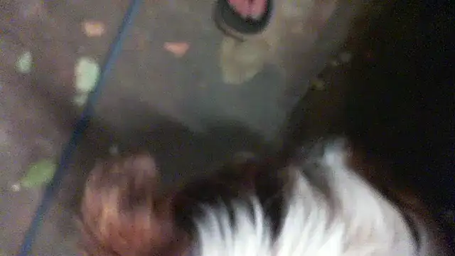 Snapshot of herbie010666 chatting on January 2025 01:43:01 PM herbie010666 online show from January 2025 01:43:01 PM