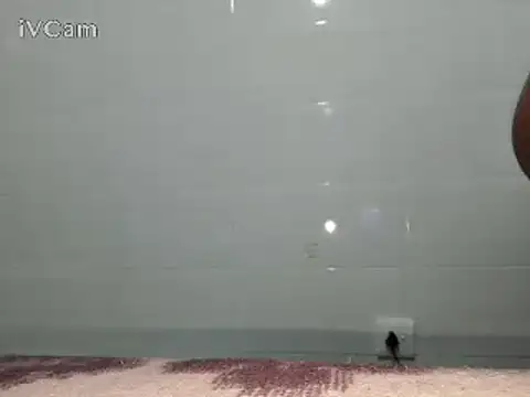 Snapshot of Stormward chatting on February 2025 06:15:02 PM Stormward online show from February 2025 06:15:02 PM