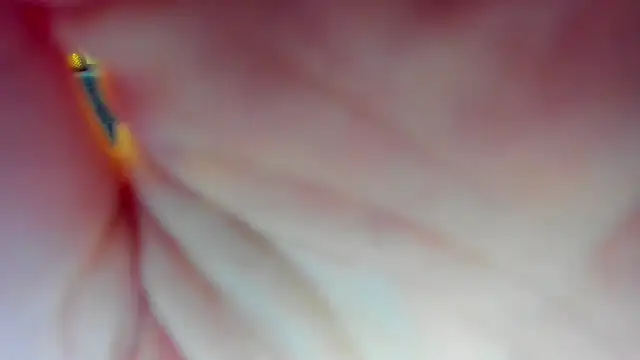 Katrina Minchels online show from January 2025 11:11:01 AM