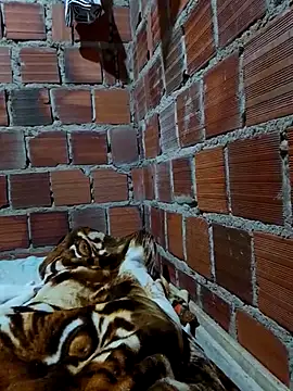 w31 online show from April 2026 02:45:02 AM